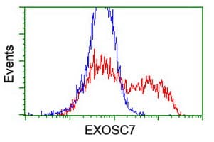 EXOSC7 Antibody (clone OTI1G8)
