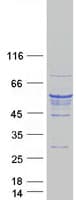 Human TUBB4 / Tubulin Beta 4 Protein (Recombinant Myc-DDK (Flag))