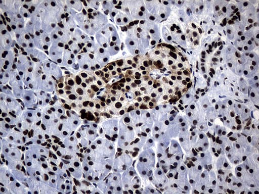 POLR2A / RNA polymerase II Antibody (aa1351-1614, clone OTI3C8, Carrier-free)