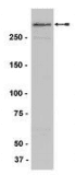 Monoclonal Mouse KMT2A / MLL Antibody (clone N4.4, WB)