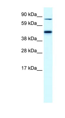 EPB42 Antibody (aa448-497)