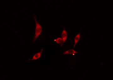 ITPKC Antibody