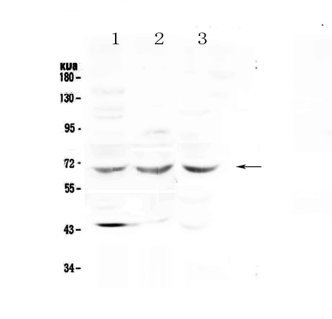 SPHK2 Antibody