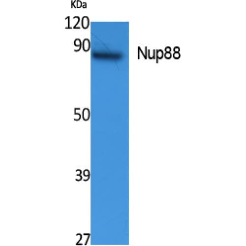 NUP88 Antibody (330-410 aa, Internal)