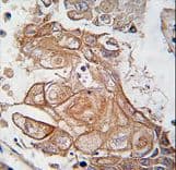 RGS19 Antibody (Ser151)