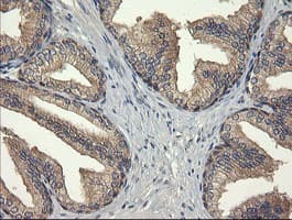 UBE2G2 Antibody (clone OTI4D4, Carrier-free)