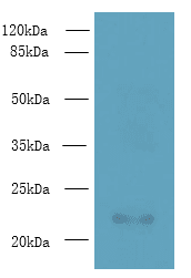 AP3S2 Antibody