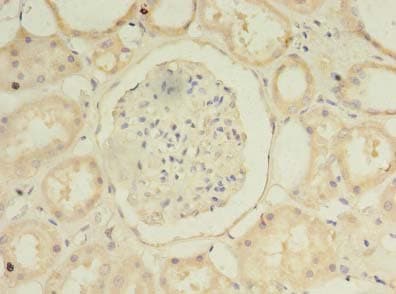 HIATL1 Antibody