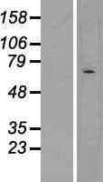 Human CHRND Protein (Over-Expression Lysate Myc-DDK (Flag))