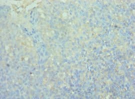 CD244 Antibody (aa22-224)