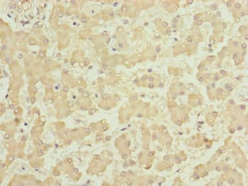 HOOK2 Antibody