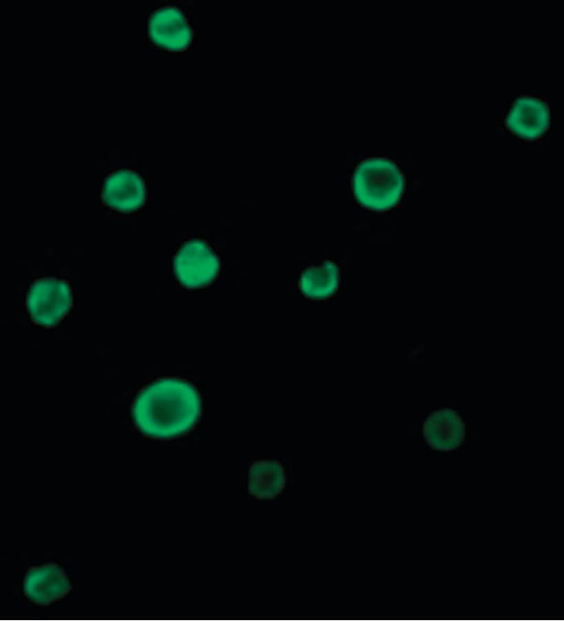 BAX Antibody