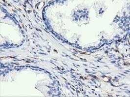 ARHGAP25 Antibody (clone OTI2D5, Carrier-free)