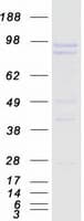 Human PPP1R15A / GADD34 Protein (Recombinant Myc-DDK (Flag))