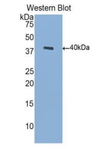BDNF Antibody (aa129-247, Cy3)