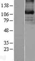 Human EPHB3 / EPH Receptor B3 Protein (Over-Expression Lysate Myc-DDK (Flag))