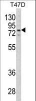 LTA4H / LTA4 Antibody (aa163-191)