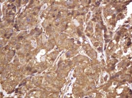 RASSF8 Antibody (clone OTI2B6)