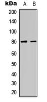 IHC-plus™ MAPT / Tau Antibody (phospho-S721)