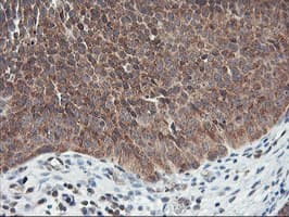 Monoclonal Mouse anti-Human USP10 Antibody (clone OTI1A10, IHC, WB)