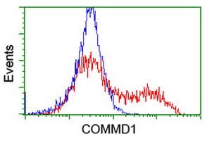 COMMD1 Antibody (clone OTI1G7)