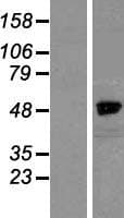 NCKAP1 / NAP125 Protein (Over-Expression Lysate Myc-DDK (Flag))