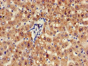 Polyclonal Rabbit anti-Human ZFAND6 Antibody (IHC, IF)