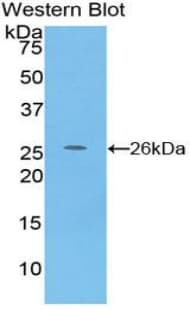 CFC1 Antibody (aa26-223, Cy3)