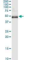 Monoclonal Mouse anti-Human EFTU / TUFM Antibody (clone 1A2, WB)