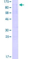 Human TAF15 Protein (Recombinant GST)