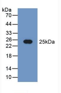 PEBP1 / RKIP Antibody (aa2-187, Biotin)