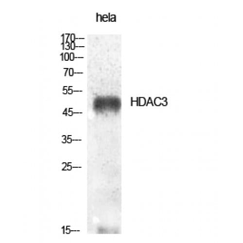 Polyclonal Rabbit anti-Human HDAC3 Antibody (370-450 aa, IHC, IF, WB)