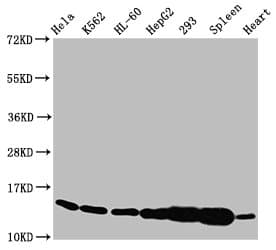 HIST1H2BN Antibody