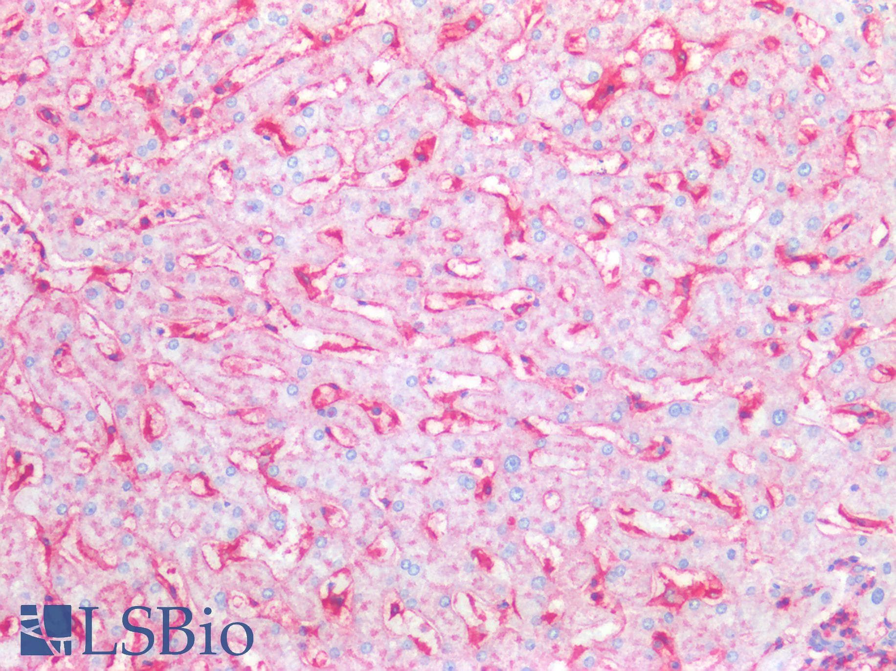 IHC-plus™ IgG FcRn + Beta-2-Microglobulin Antibody