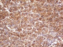 PSMA2 Antibody (aa50-234, clone OTI3D9, Carrier-free)
