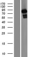 ARHGAP26 / GRAF Protein (Over-Expression Lysate Myc-DDK (Flag))