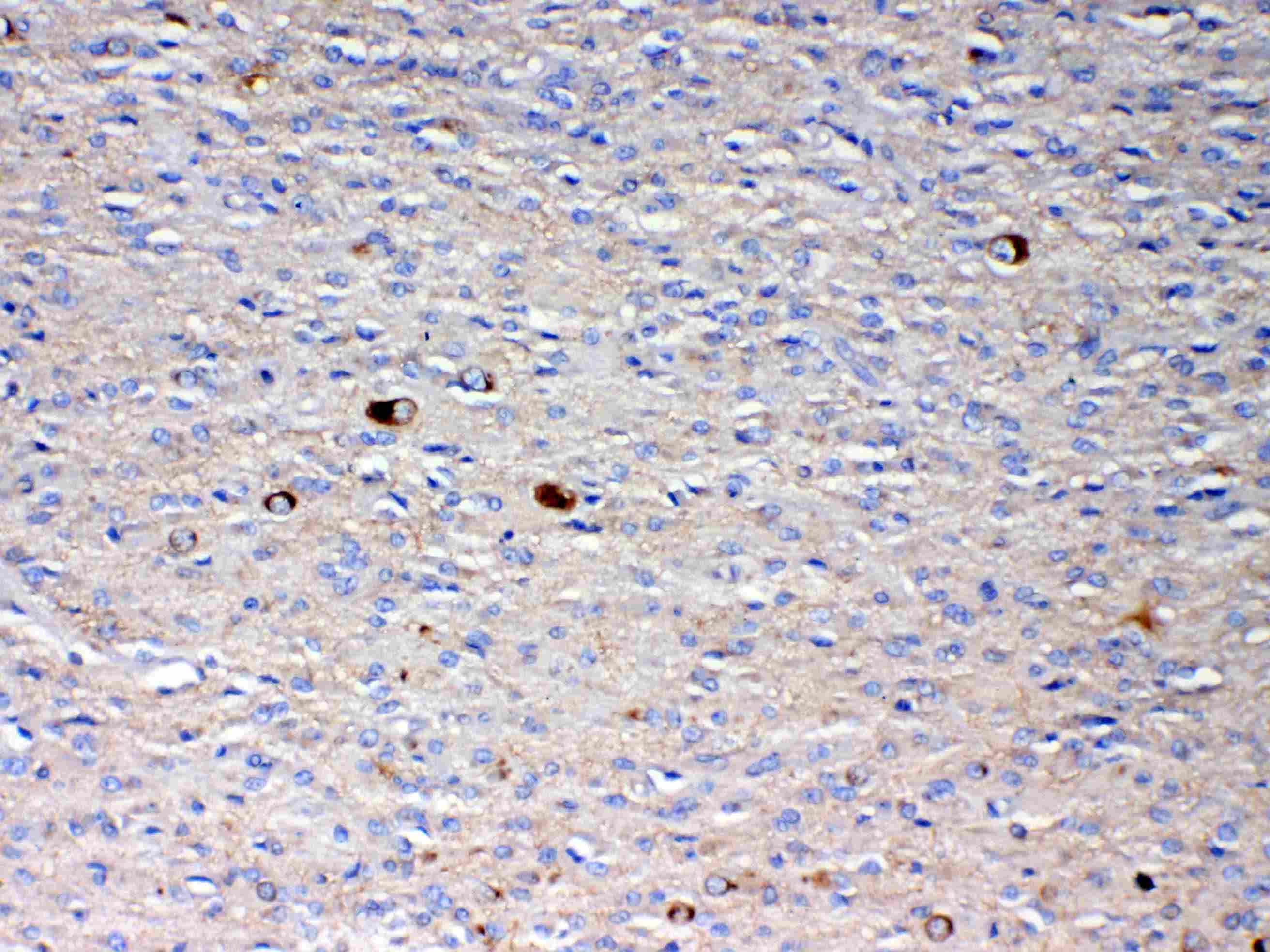 NSF Antibody