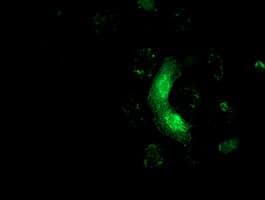 MRAS Antibody (clone OTI3C4)