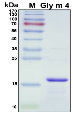 Soy Bean Gly m 4 Protein (Recombinant His, N-Terminal)