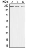 IHC-plus™ MED1 / TRAP220 Antibody (Internal)