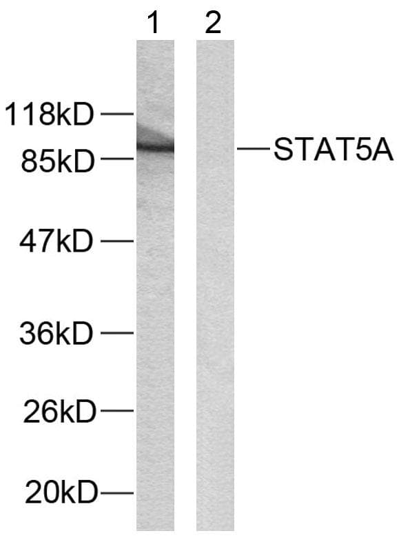 STAT5A Antibody (p780)