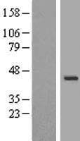 WDR31 Protein (Over-Expression Lysate Myc-DDK (Flag))
