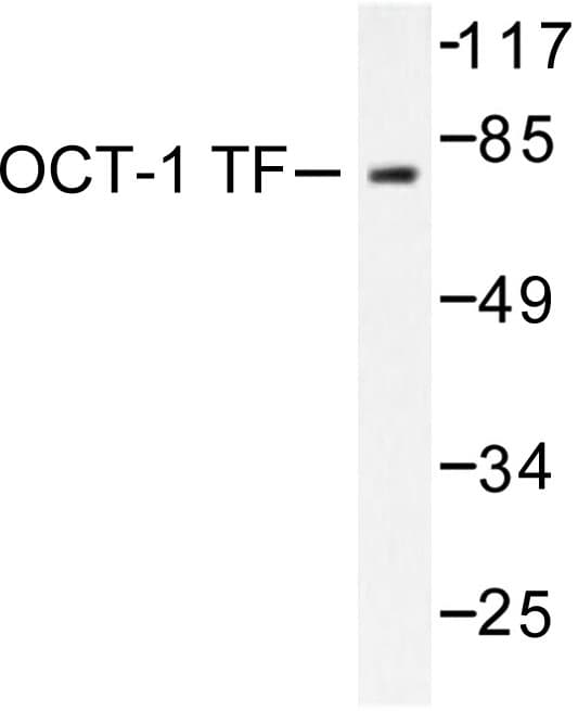 POU2F1 / OCT1 Antibody (Leu68)