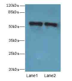 ZNF689 Antibody