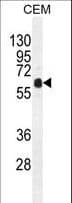 DOK3 Antibody (aa293-321)