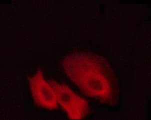 PRKCA / PKC-Alpha Antibody (phospho-Thr497)