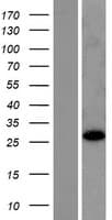 RABL2B Protein (Over-Expression Lysate Myc-DDK (Flag))
