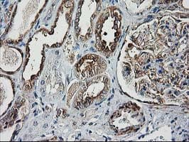 DSTN / Destrin Antibody (clone OTI1C5, Carrier-free)