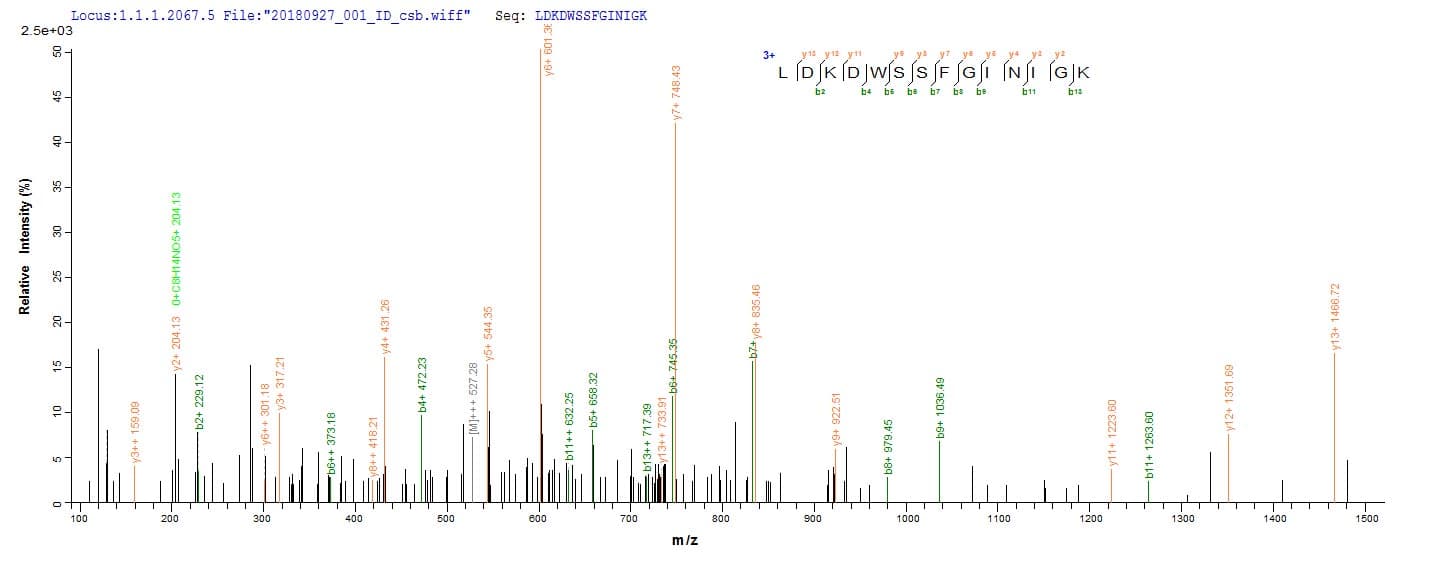 Vesicular Stomatitis Virus VSIV N Protein (Recombinant 10His, N-terminus + Myc, C-terminus)