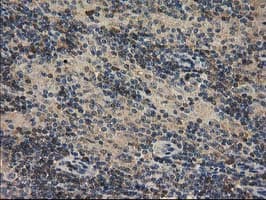 CAT / Catalase Antibody (clone 1B6, Carrier-free)